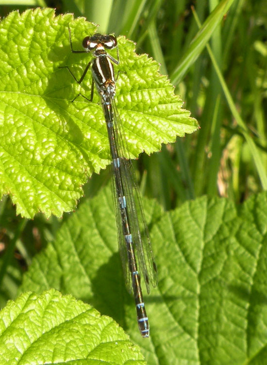 Potrebbe essere Coenagrion caerulescens?